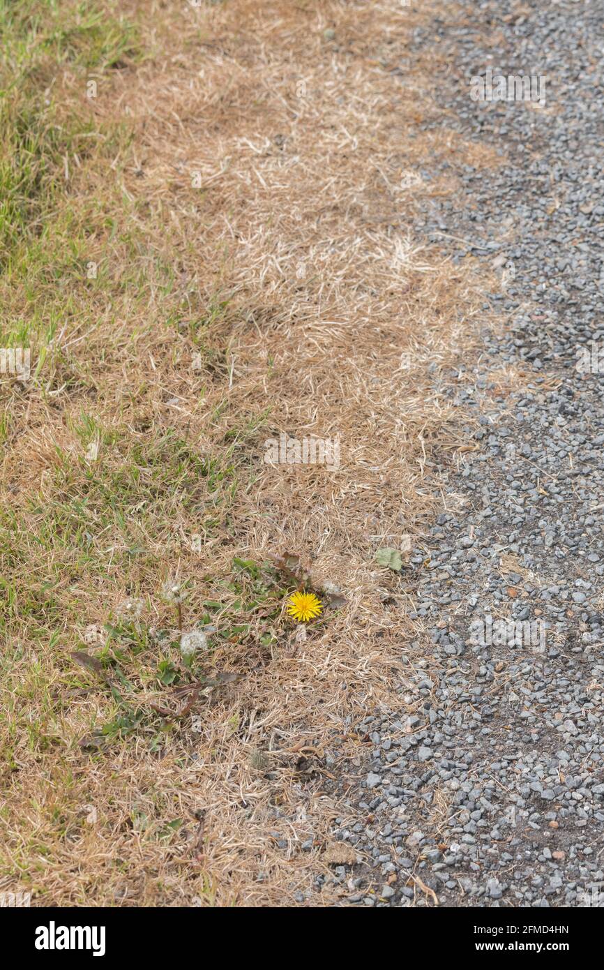 Single yellow Dandelion / Taraxacum officinale flower with copy space growing in tarmac poisoned with weedkiller. Species is an old medicinal plant. Stock Photo