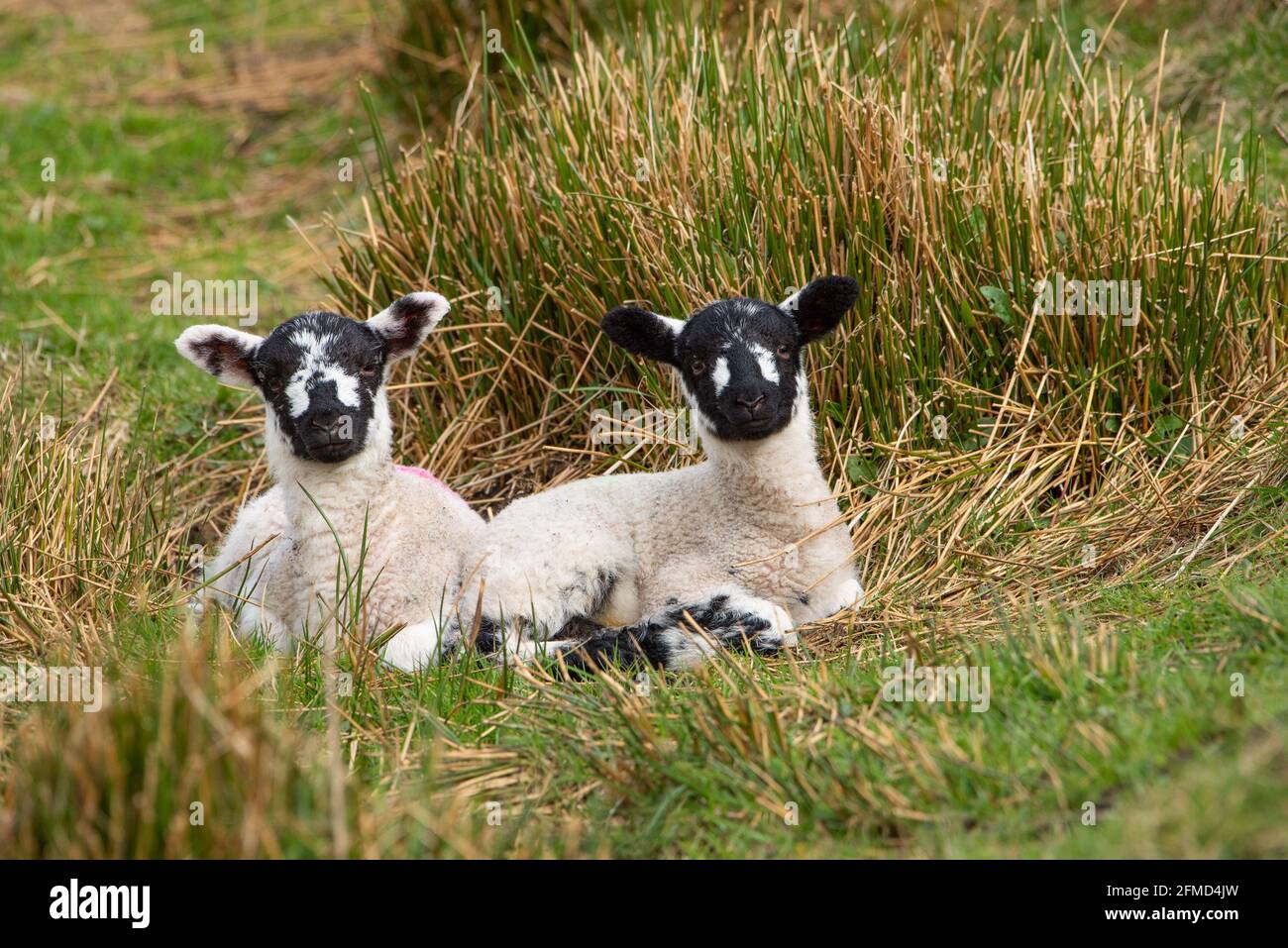 Mule lambs lying among rushes in a field, Chipping, Preston, Lancashire, UK Stock Photo
