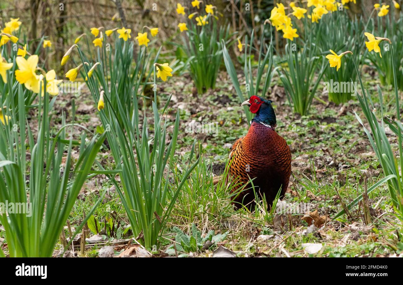 A pheasant among the daffodils near Preston, Lancashire. Stock Photo