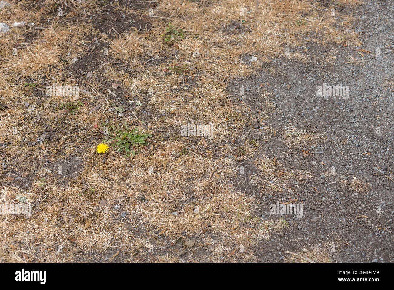 Single yellow Dandelion / Taraxacum officinale flower with copy space growing in tarmac poisoned with weedkiller. Species is an old medicinal plant. Stock Photo