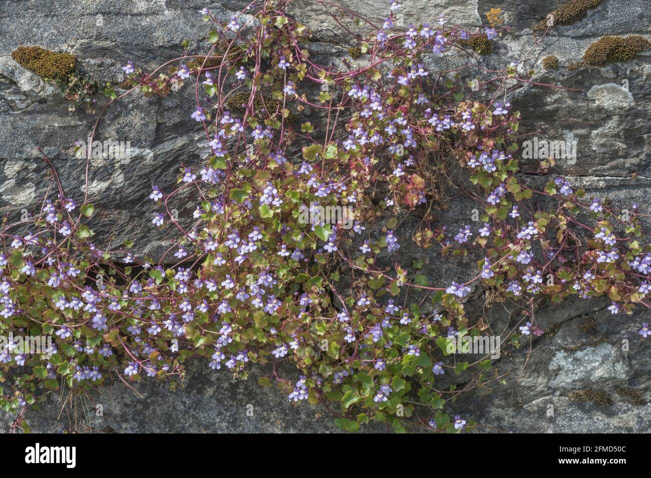 Flowering Ivy-leaved Toadflax / Cymbalaria muralis growing in a stone wall. Once used as a medicinal plant for herbal remedies. Stock Photo