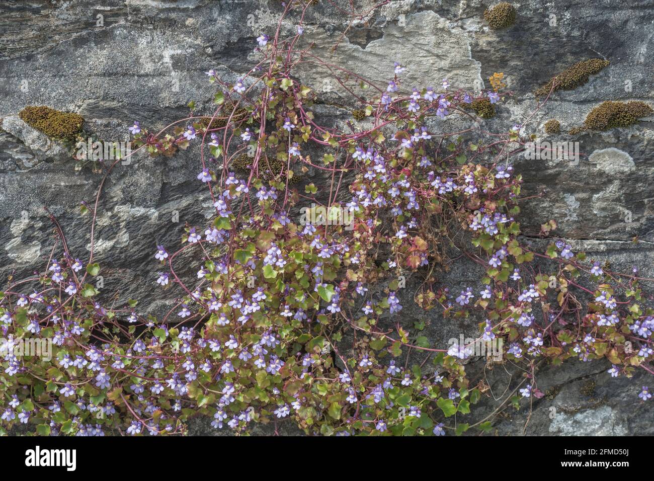 Flowering Ivy-leaved Toadflax / Cymbalaria muralis growing in a stone wall. Once used as a medicinal plant for herbal remedies. Stock Photo