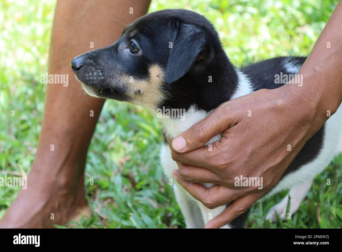 Two months old black and white puppy from Sri Lanka, here bogs are considered as family members even street dogs are fed by kind people   in country Stock Photo