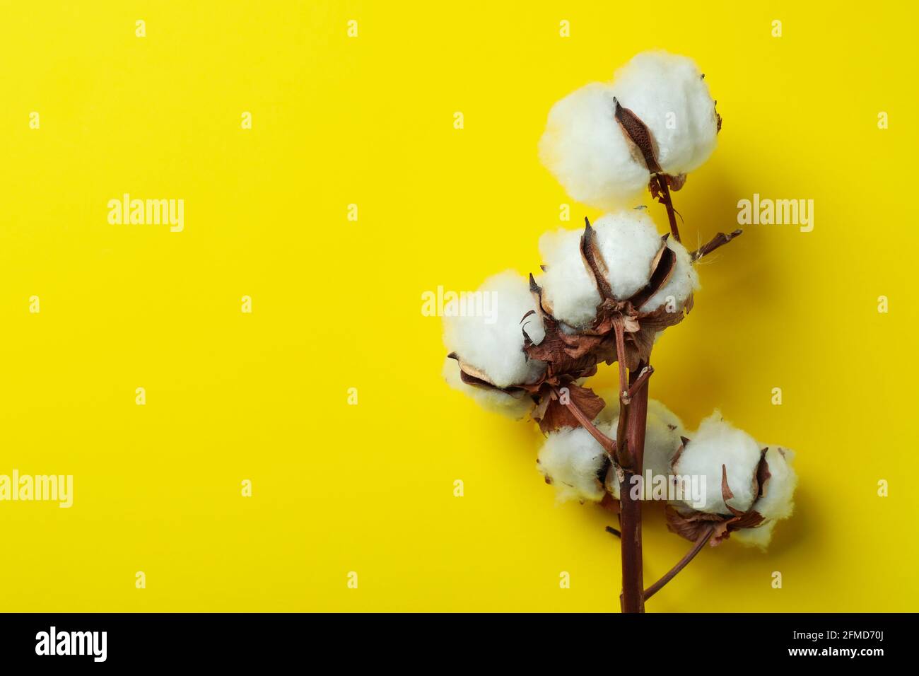 Cotton plant branch on yellow background, space for text Stock Photo