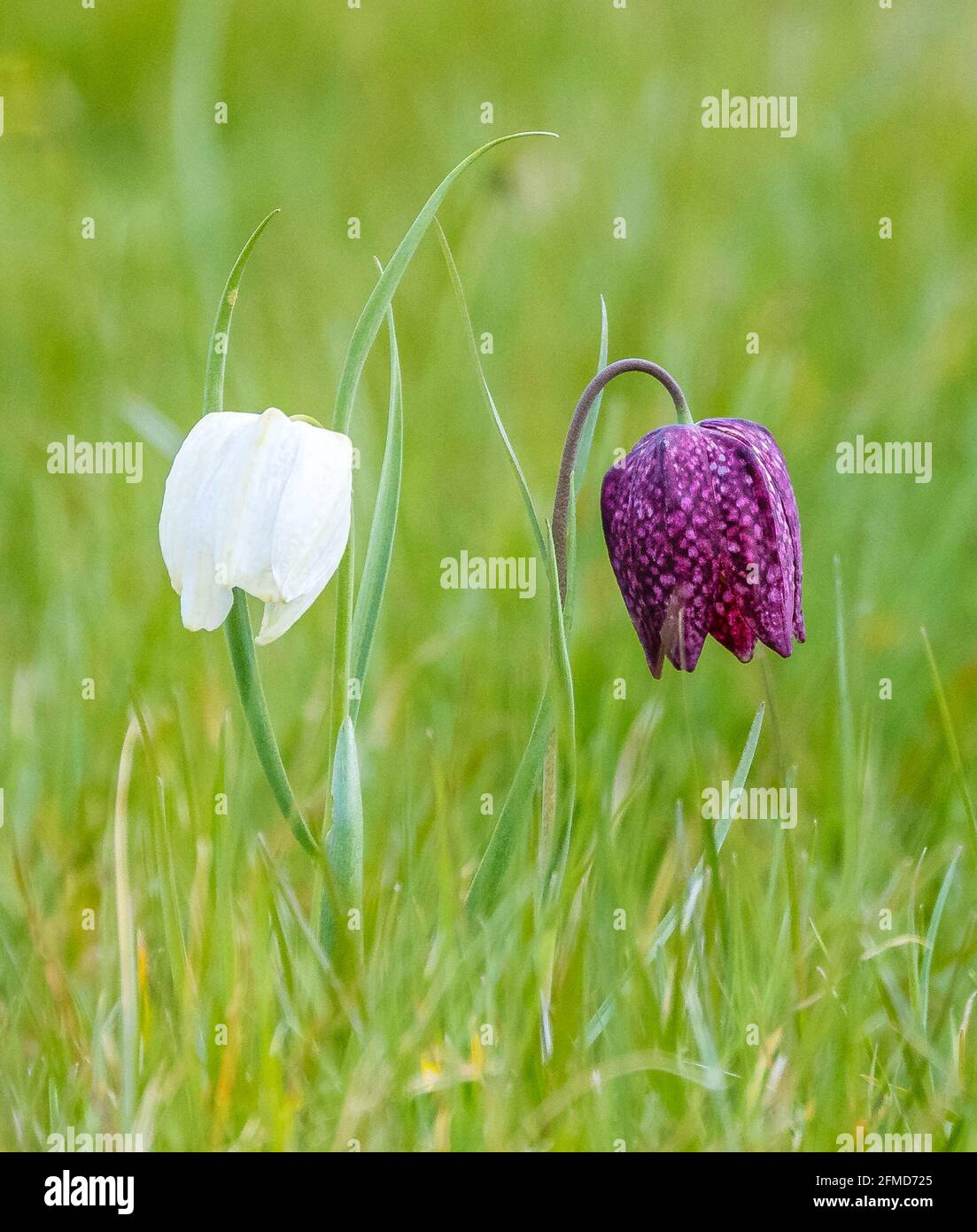 Purple and white forms of wild Snake's Head Fritillary Fritillaria meleagris in a grassy meadow in Somerset UK Stock Photo