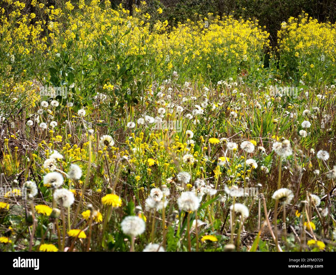 'Rewilded' meadow in a former arable field in Somerset UK containing  variety of common wildflowers and reseeded brassicas attracting bees and insects Stock Photo