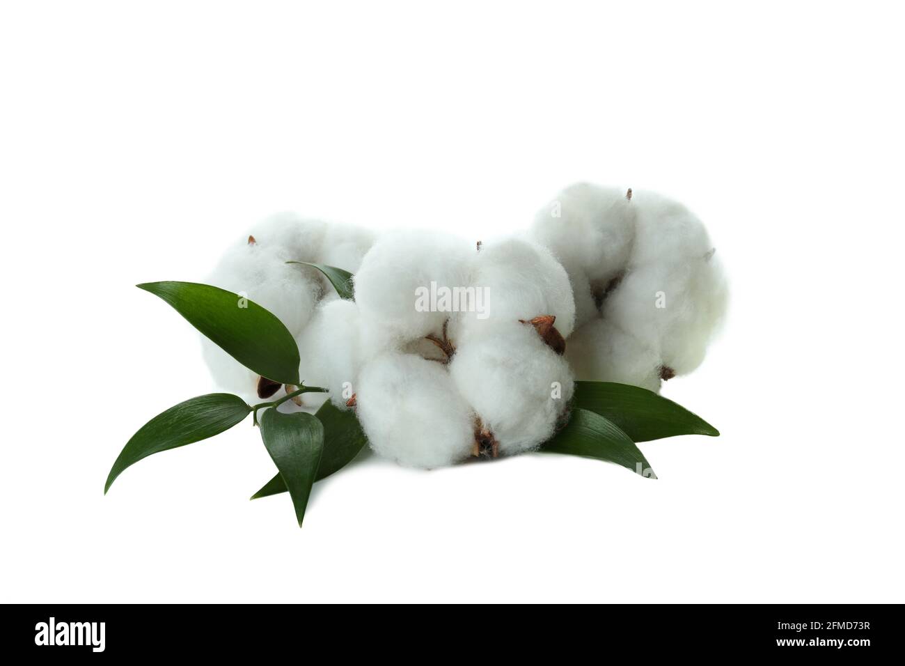 Cotton plant flowers isolated on white background Stock Photo