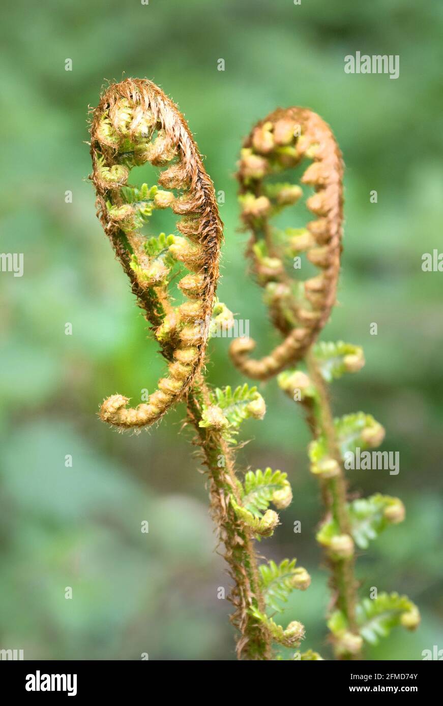 Shepherd's crook fronds of male fern Dryoptera felix-mas in the final stages of unfurling in Somerset woodland UK Stock Photo