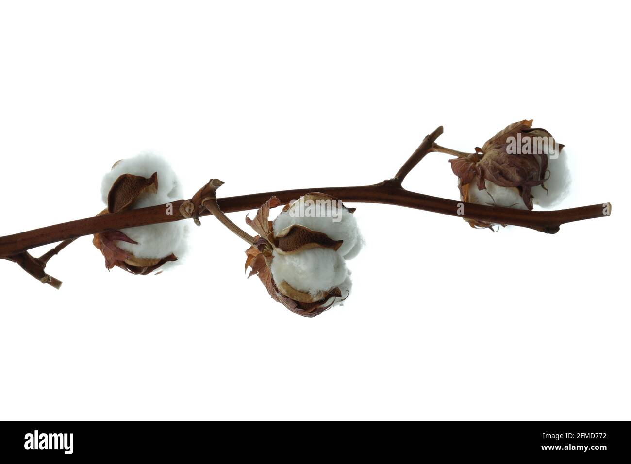 Cotton plant branch isolated on white background Stock Photo