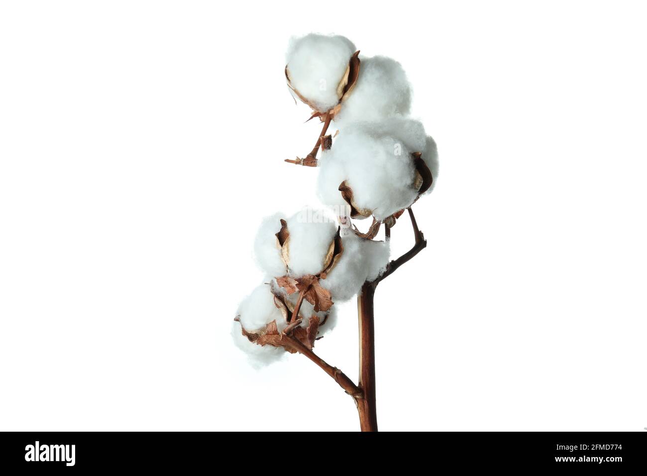 Cotton plant branch isolated on white background Stock Photo