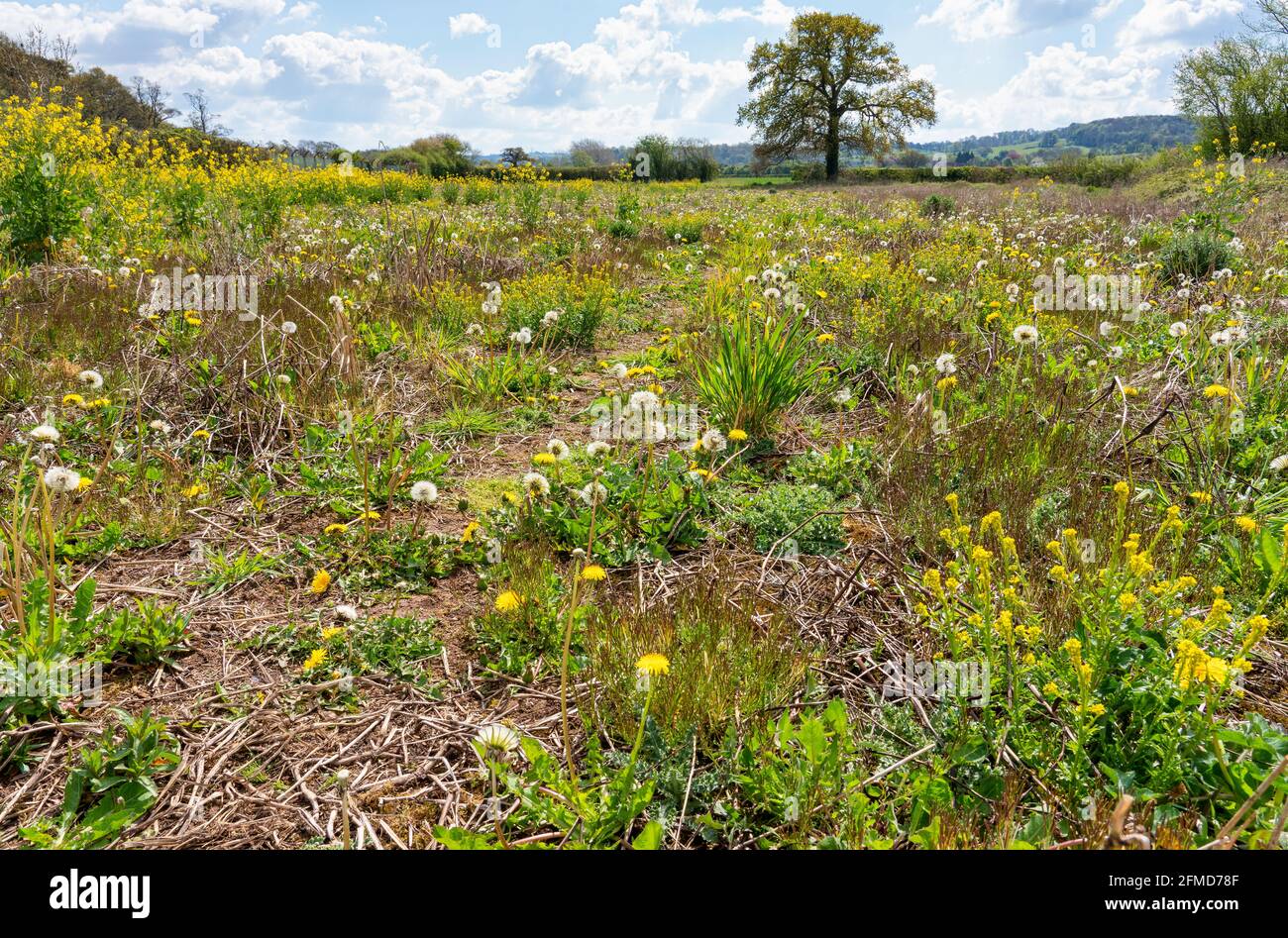 'Rewilded' meadow in a former arable field in Somerset UK containing  variety of common wildflowers and reseeded brassicas attracting bees and insects Stock Photo