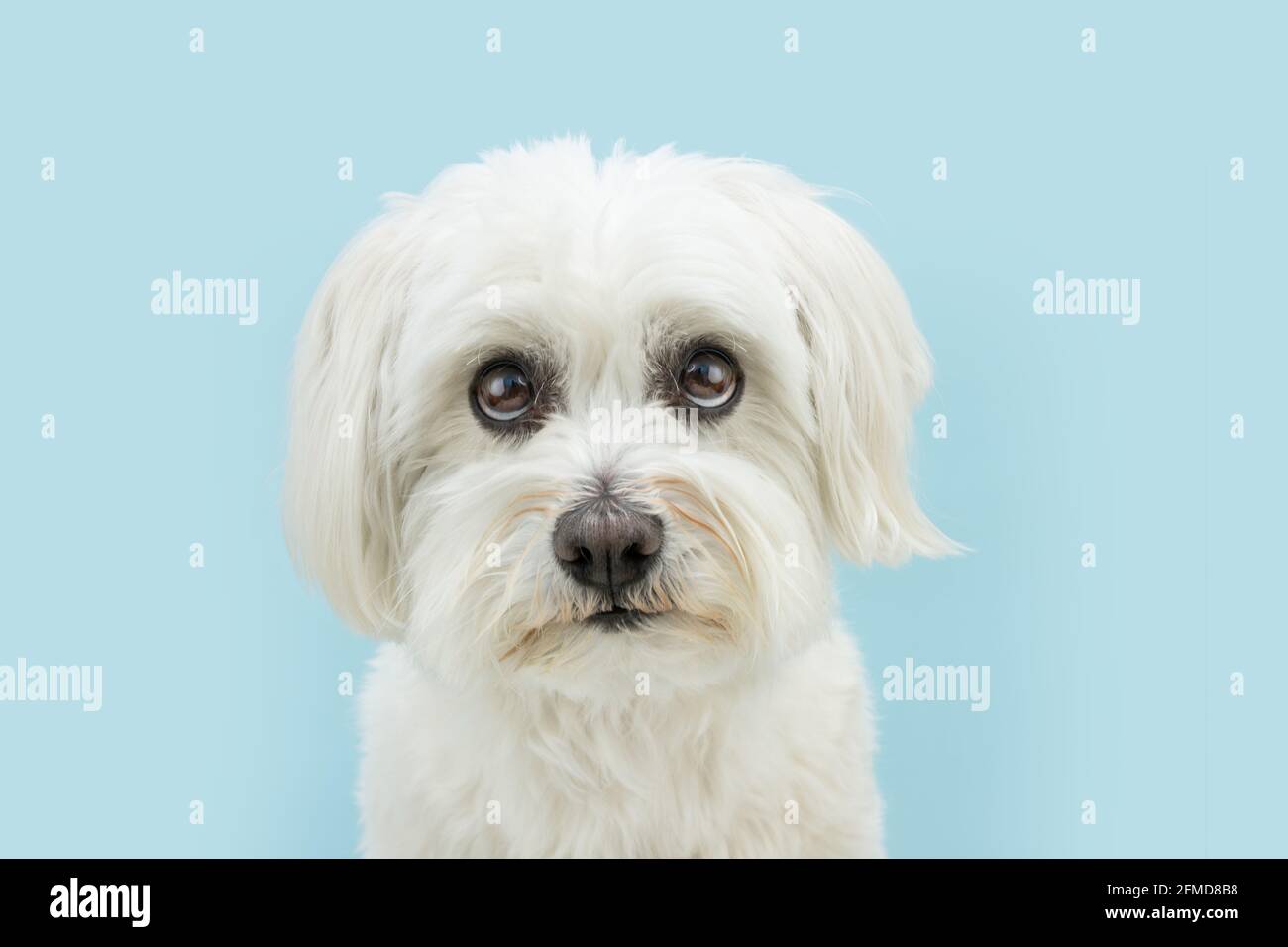 Maltese eyes top