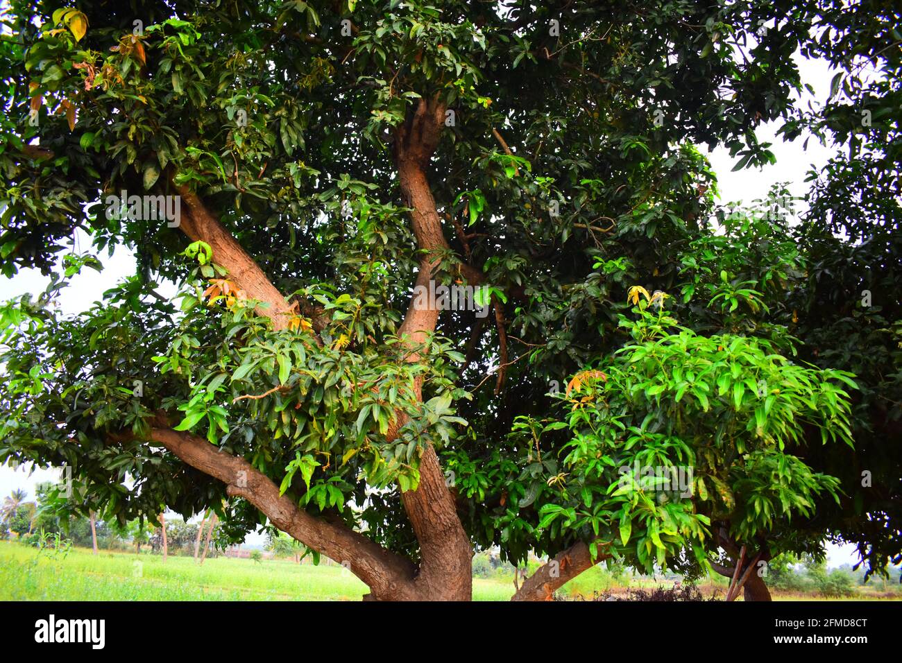 Mango trees with natural background in Chennai, Tamil Nadu. Stock Photo