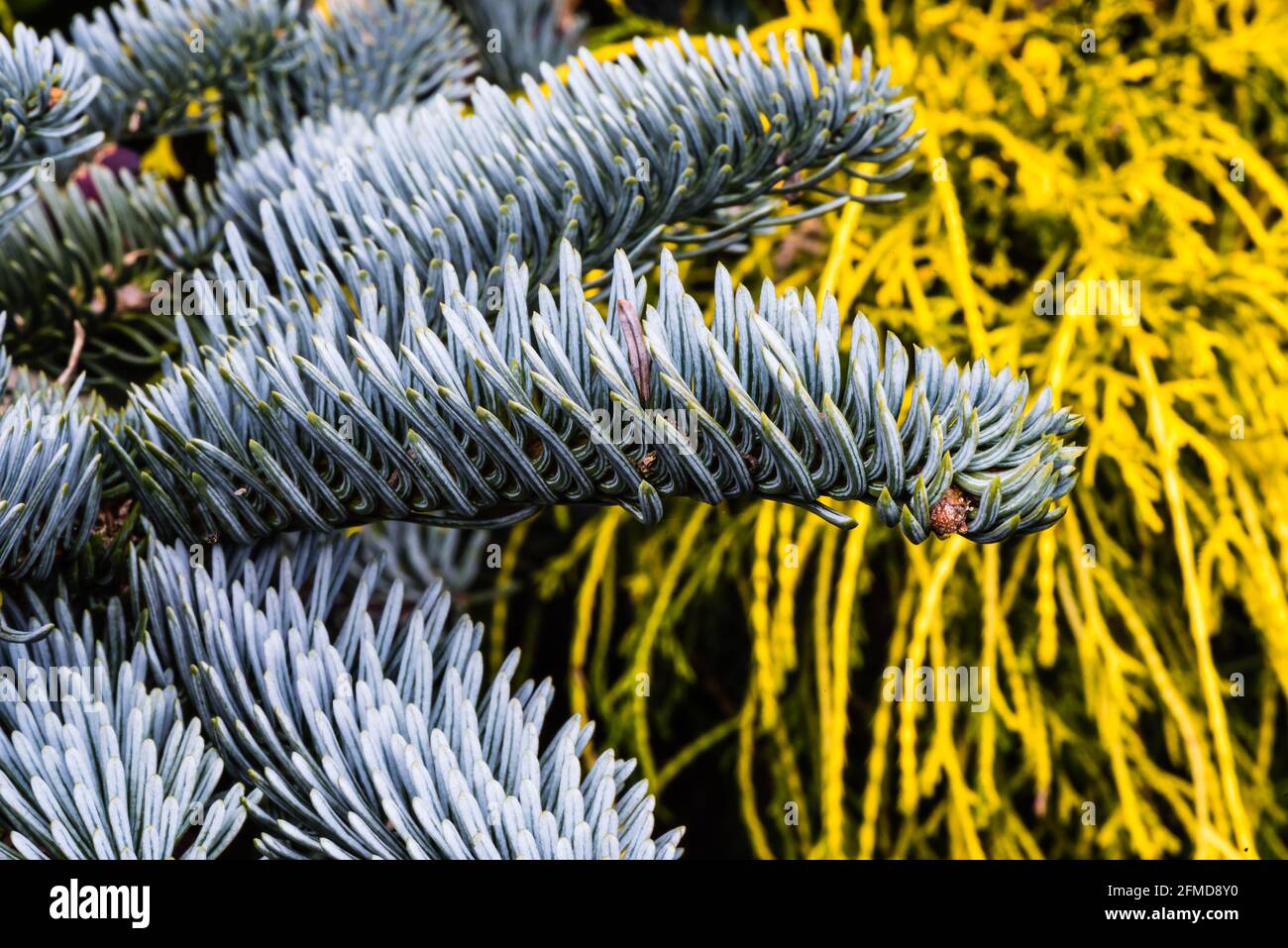 Abies Procera Glauca Prostrata, growing in a Country Garden. Stock Photo