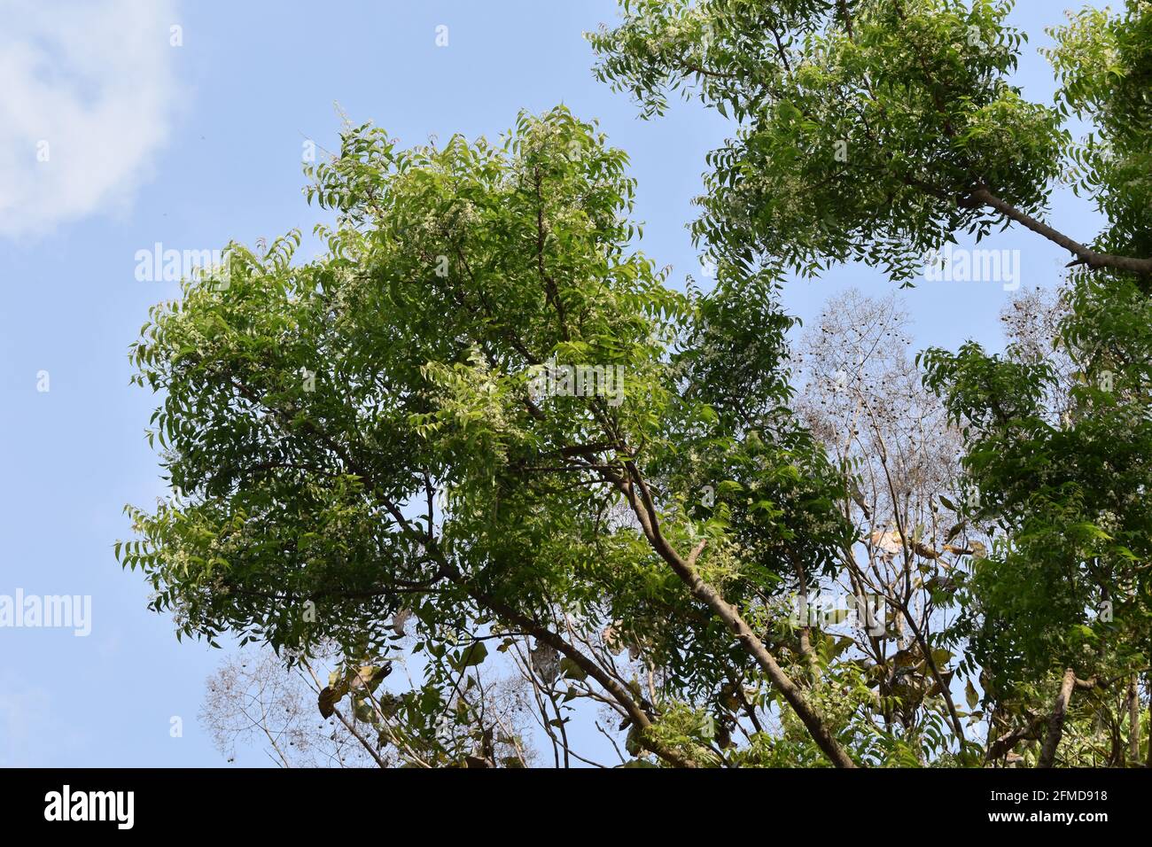 Branch of Azadirachta indica tree, neem tree with blue sky background
