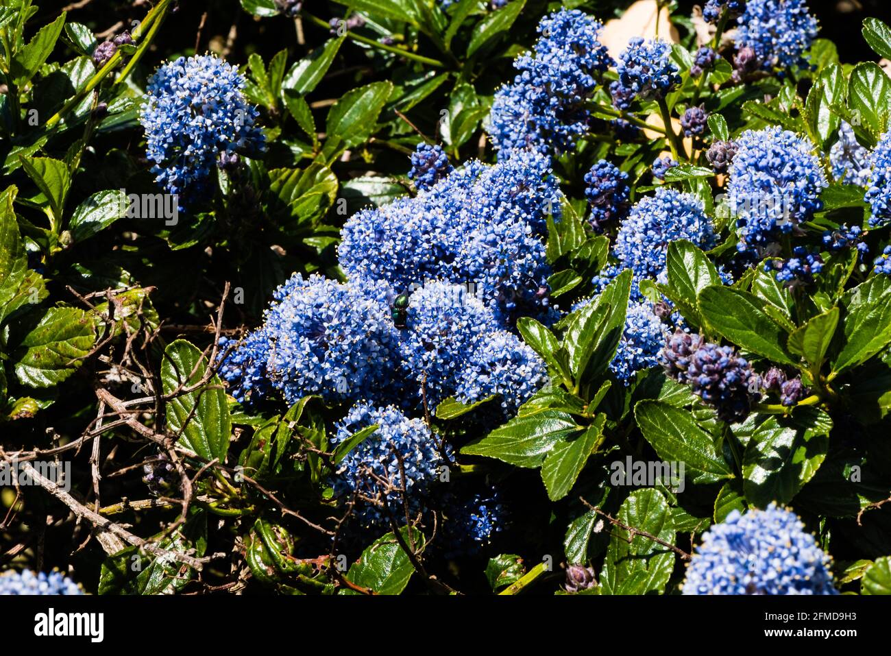Ceonothus thyrsiflorus var. repens with an insect collecting pollen. Stock Photo