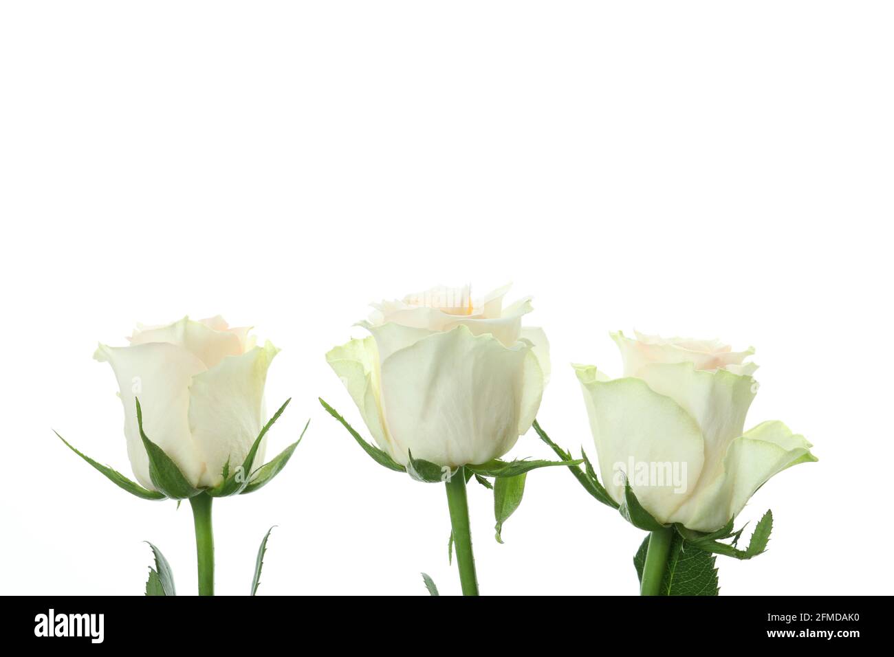 Beautiful roses flowers isolated on white background Stock Photo - Alamy
