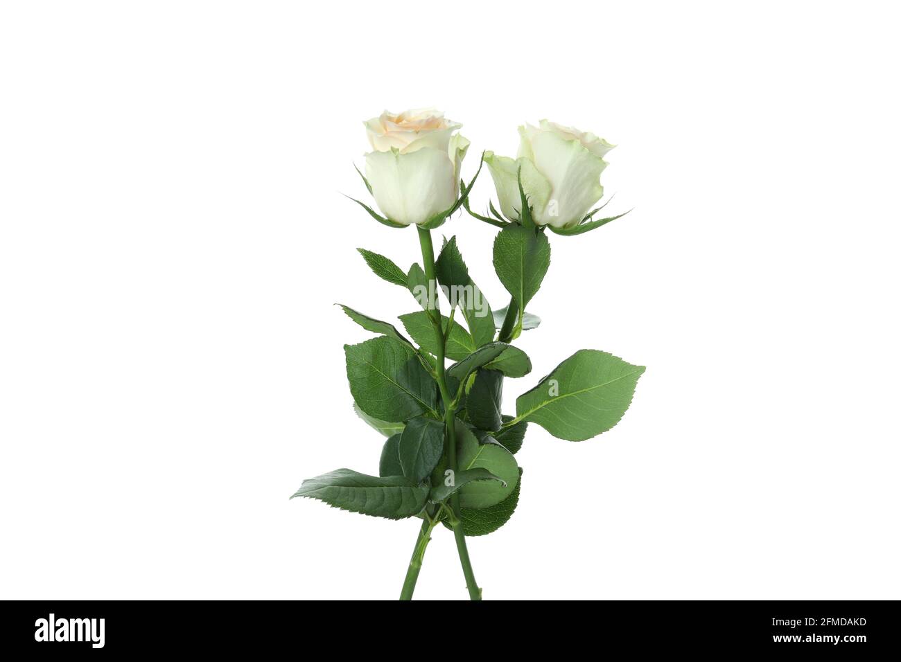 Beautiful roses flowers isolated on white background Stock Photo - Alamy