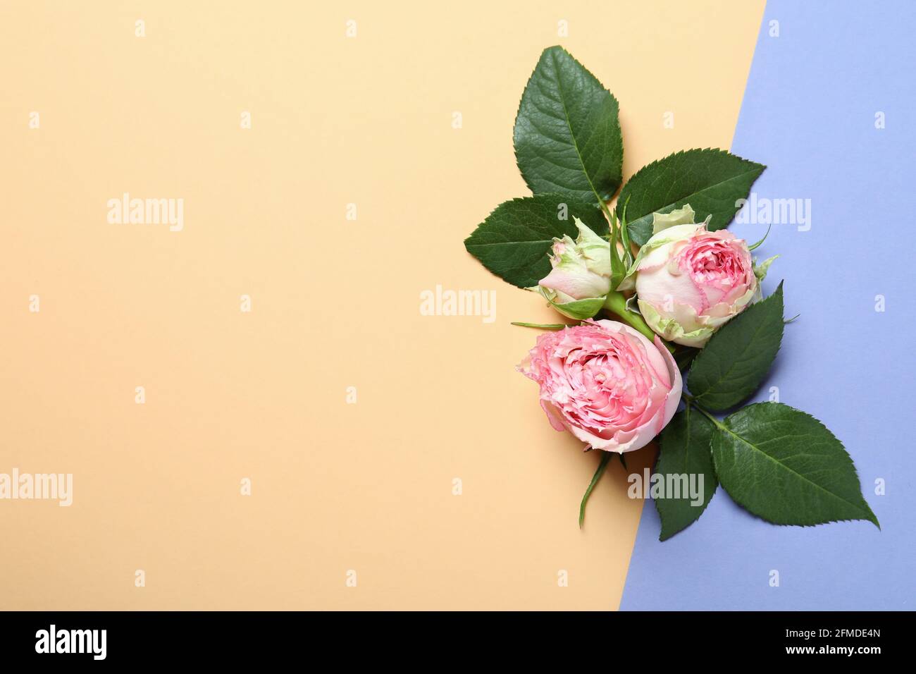 Roses with leaves on two tone background Stock Photo