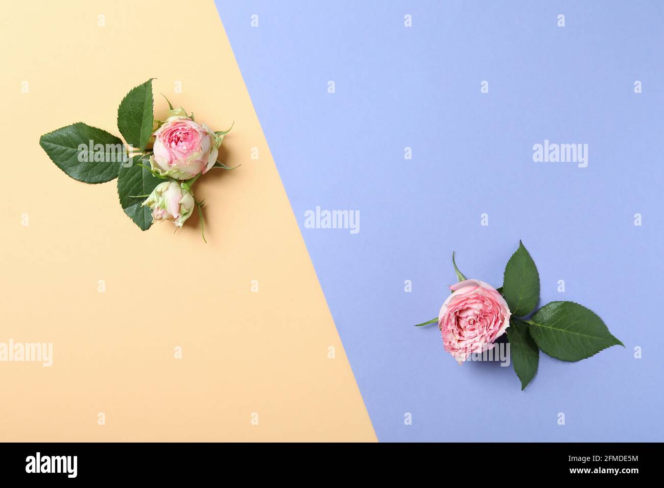 Roses with leaves on two tone background Stock Photo