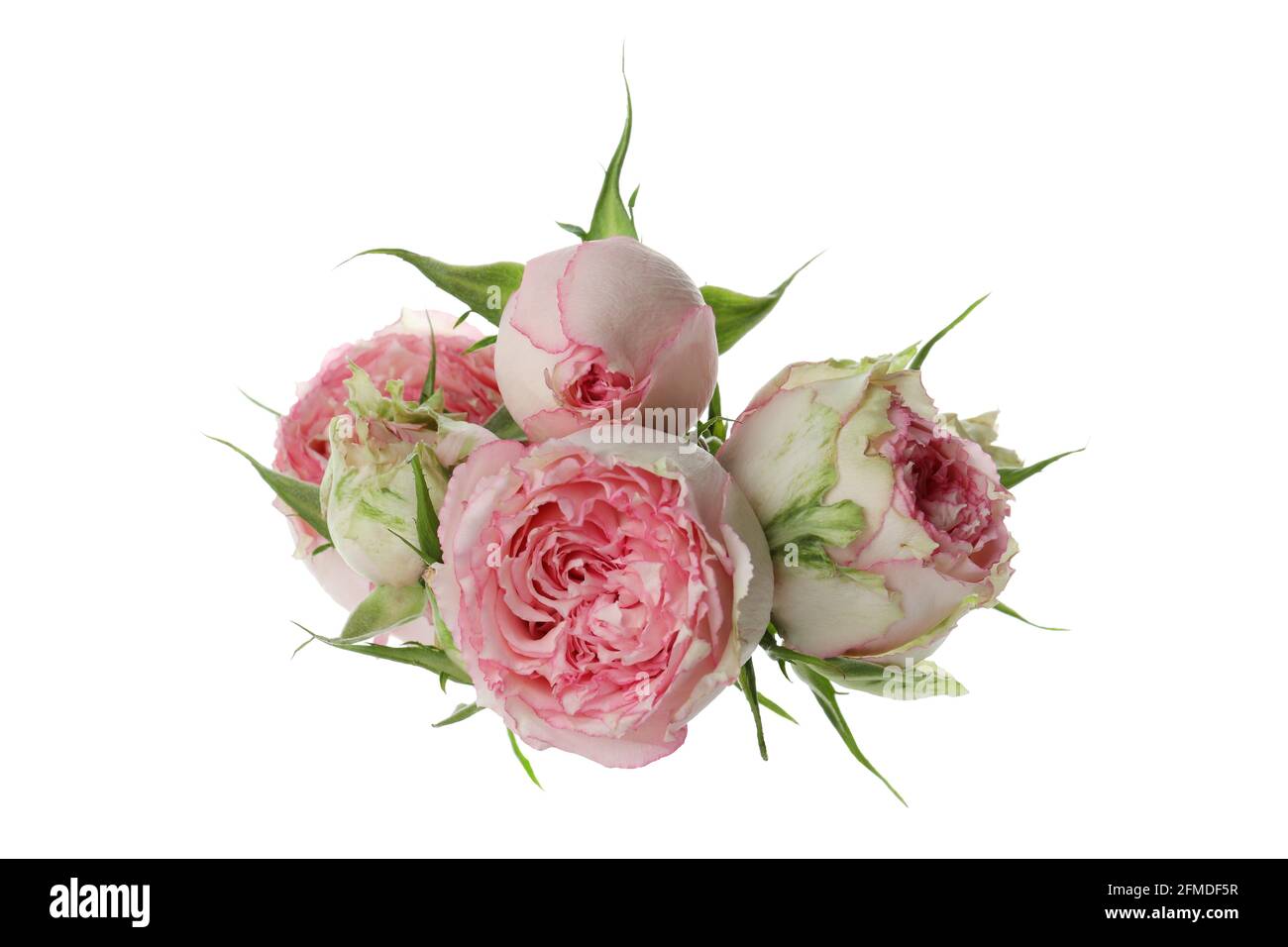 Beautiful roses flowers isolated on white background Stock Photo - Alamy