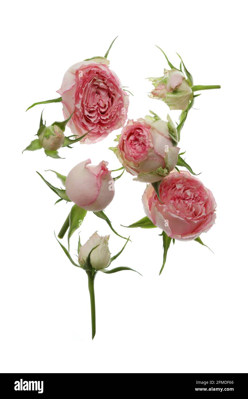 Beautiful roses flowers isolated on white background Stock Photo - Alamy
