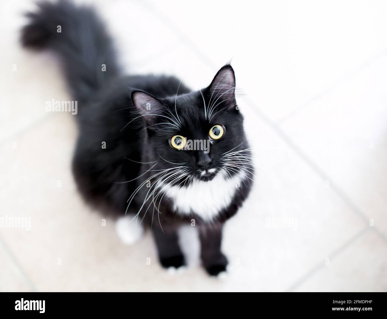 Medium hair domestic cat black and white hi-res stock photography and  images - Alamy