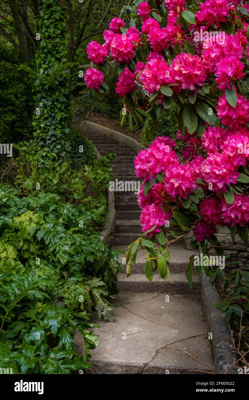 A rhododendron bush over a footpath leading to steps going up Stock Photo -  Alamy