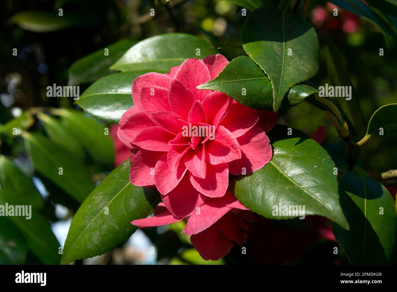 A Camelia flower in War Memorial Park, Coventry, UK Stock Photo