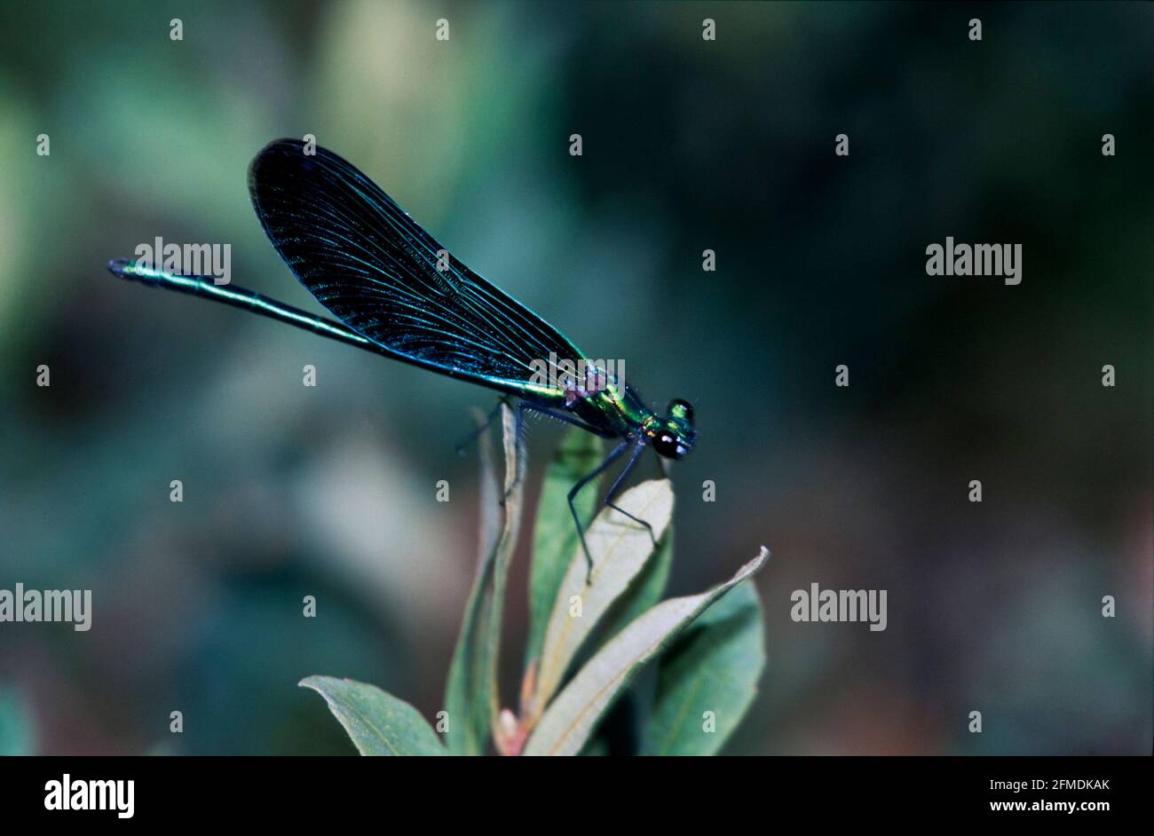Dragonflies and damselflies of britain hi-res stock photography and ...