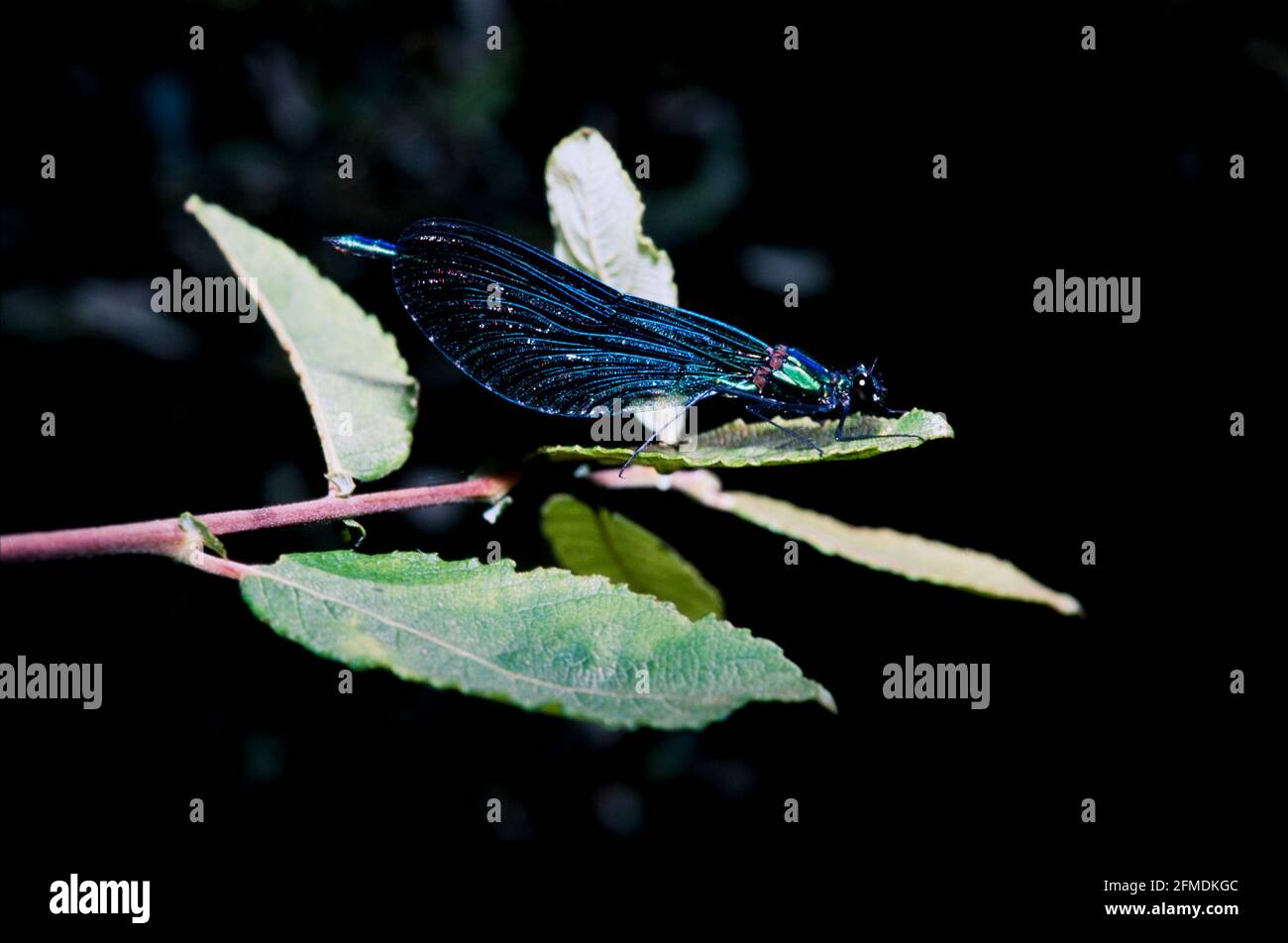 Dragonflies and damselflies of britain hi-res stock photography and ...