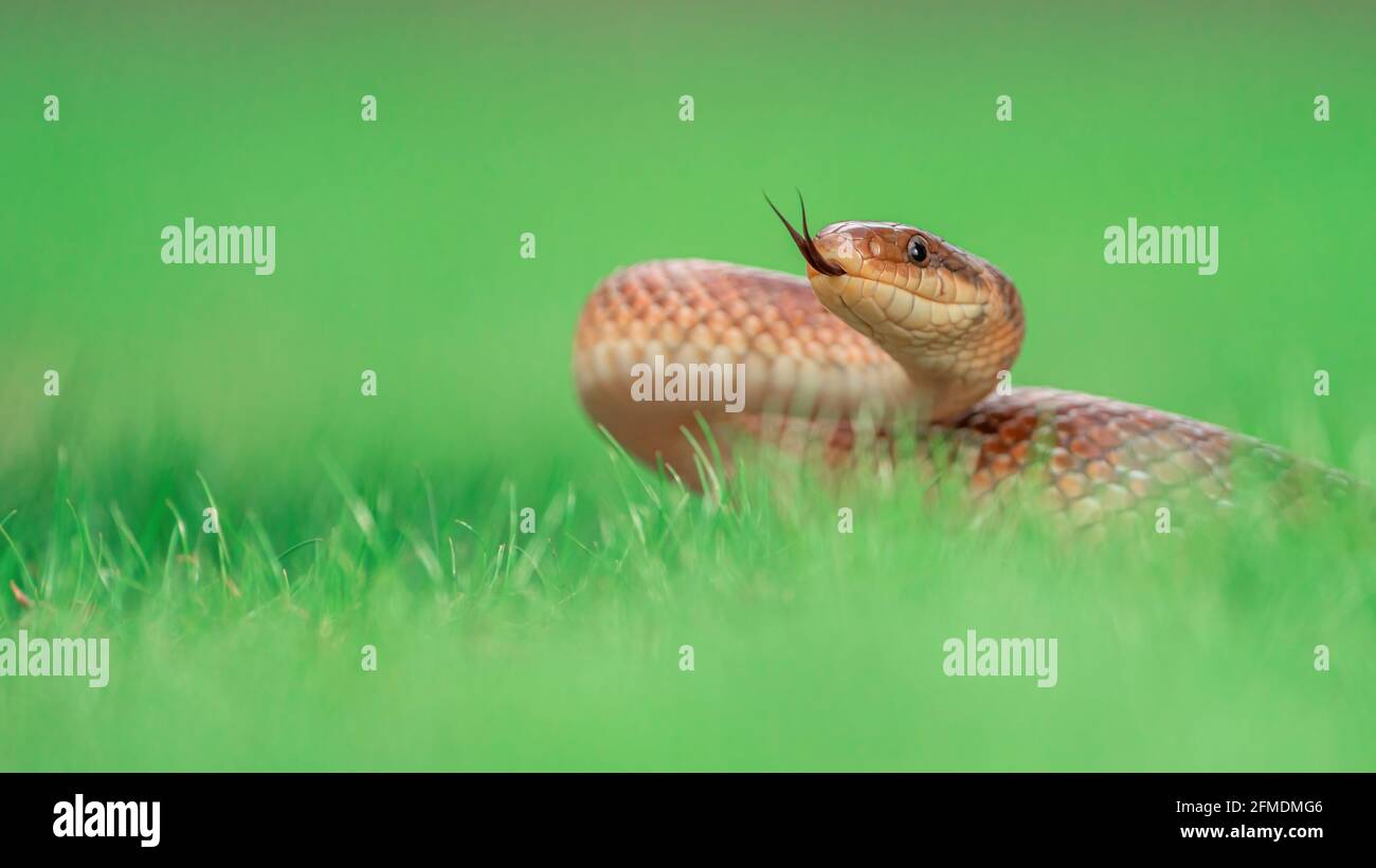 Close-up macro shot of Aesculapian snake (Zamenis longissimus) on green grass flicking out its tongue. Isolated on blurred green background Stock Photo