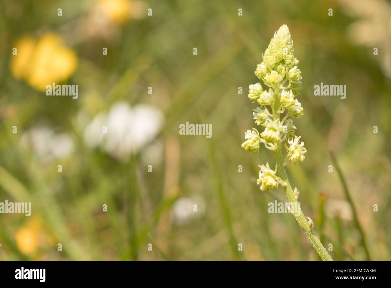 Wild mignonette (Reseda lutea). East Sussex, UK. Stock Photo