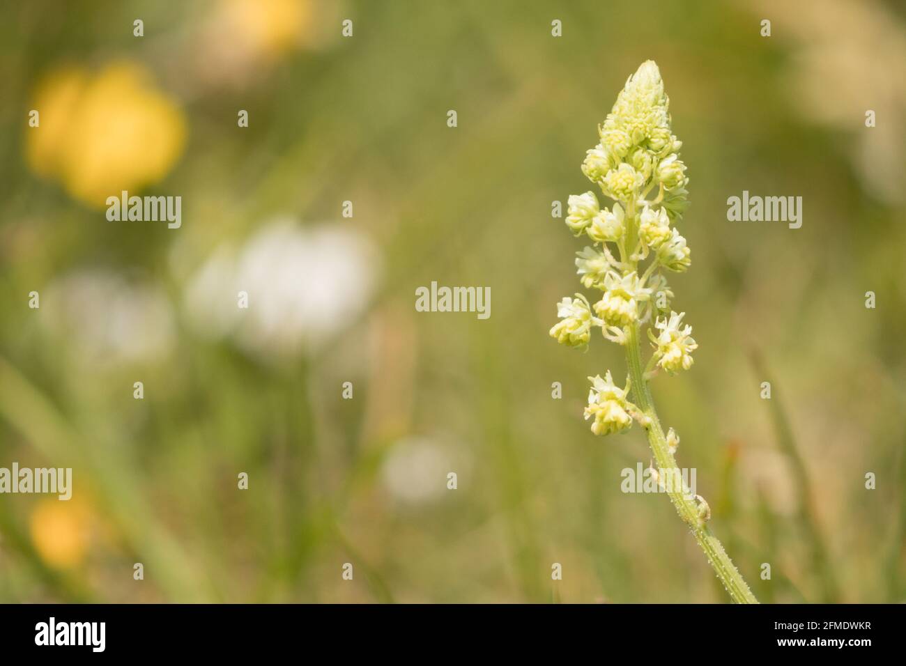 Wild mignonette (Reseda lutea). East Sussex, UK. Stock Photo