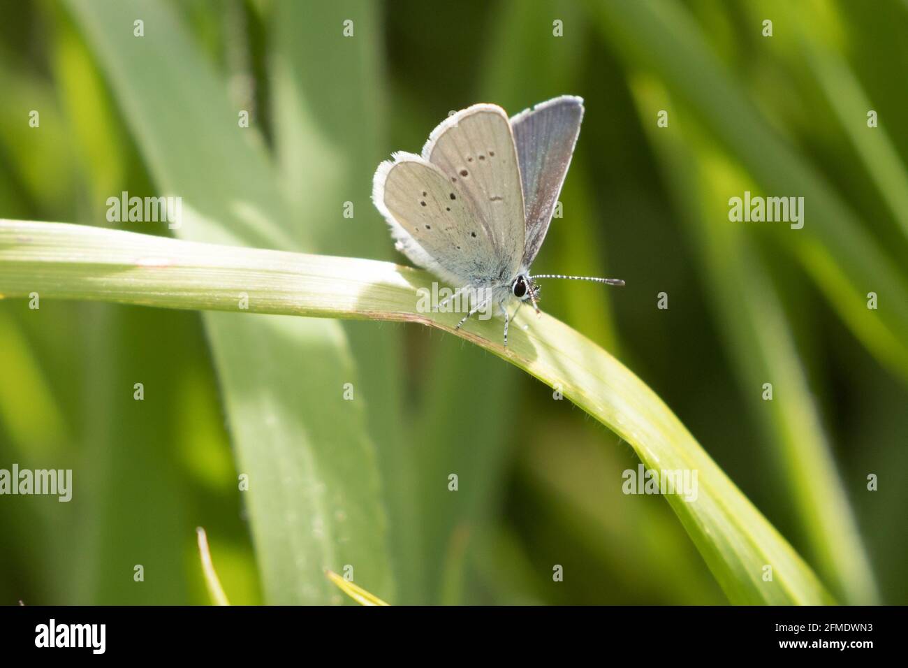 Small blue (Cupido minimus) butterfly perched on grasses. Sussex, UK. Stock Photo