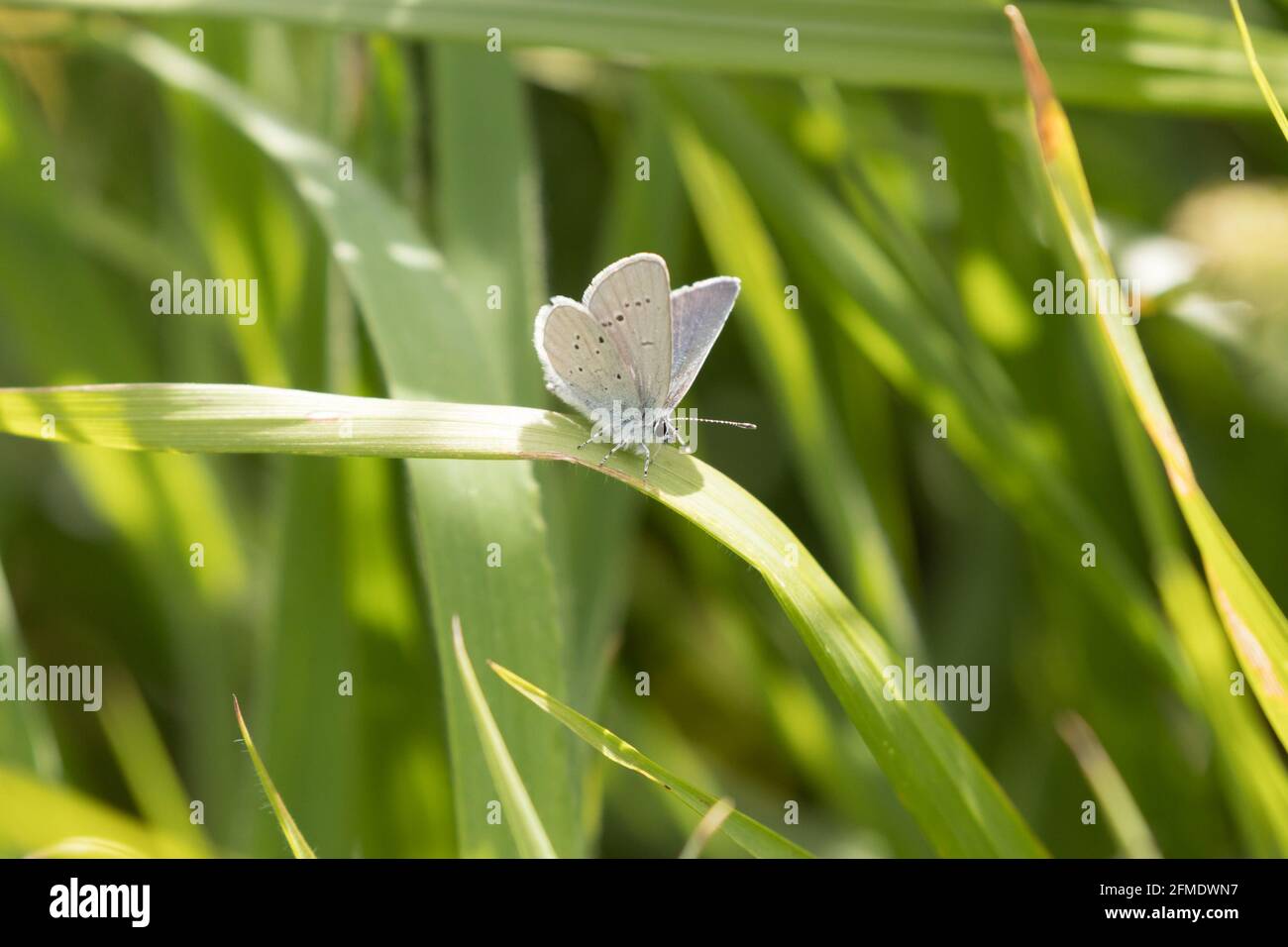 Small blue (Cupido minimus) butterfly perched on grasses. Sussex, UK. Stock Photo