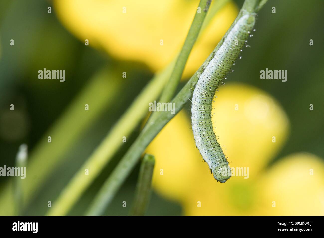 Orange tip (Anthocharis cardamines) caterpillar. Sussex, UK. Stock Photo