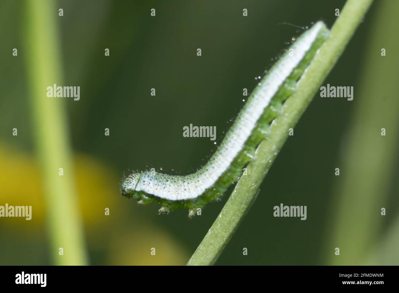 Orange tip (Anthocharis cardamines) caterpillar. Sussex, UK. Stock Photo