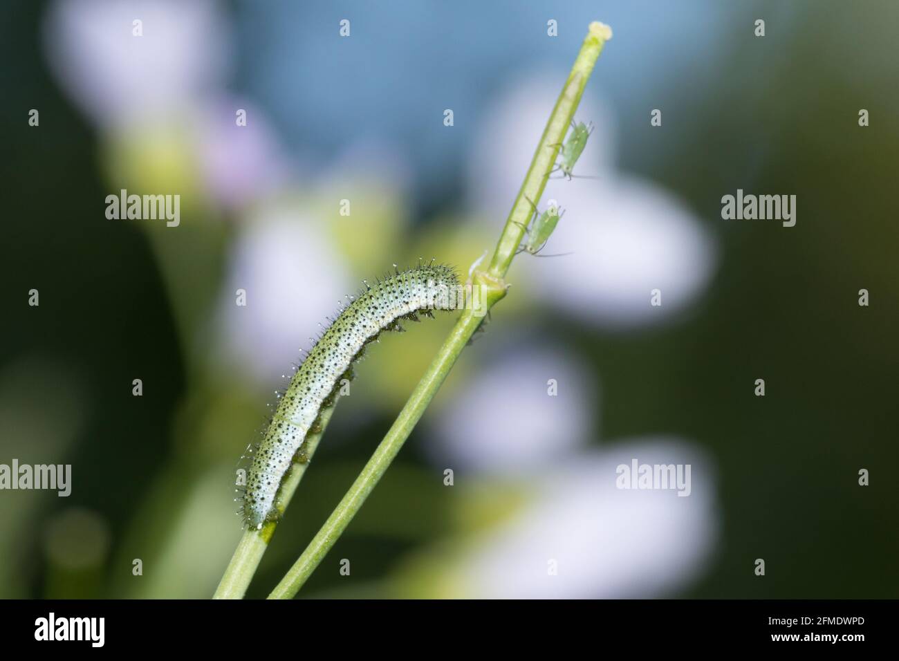 Orange tip (Anthocharis cardamines) caterpillar on lady's smock (Cardamine pratensis) with aphids. Sussex, UK. Stock Photo