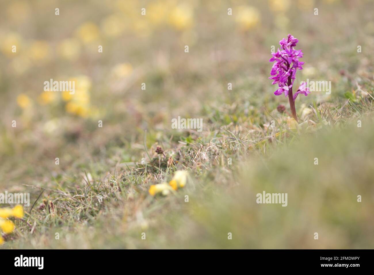 Early purple orchid (Orchis mascula) among cowslips (Primula veris) on chalk downland. East Sussex, UK. Stock Photo