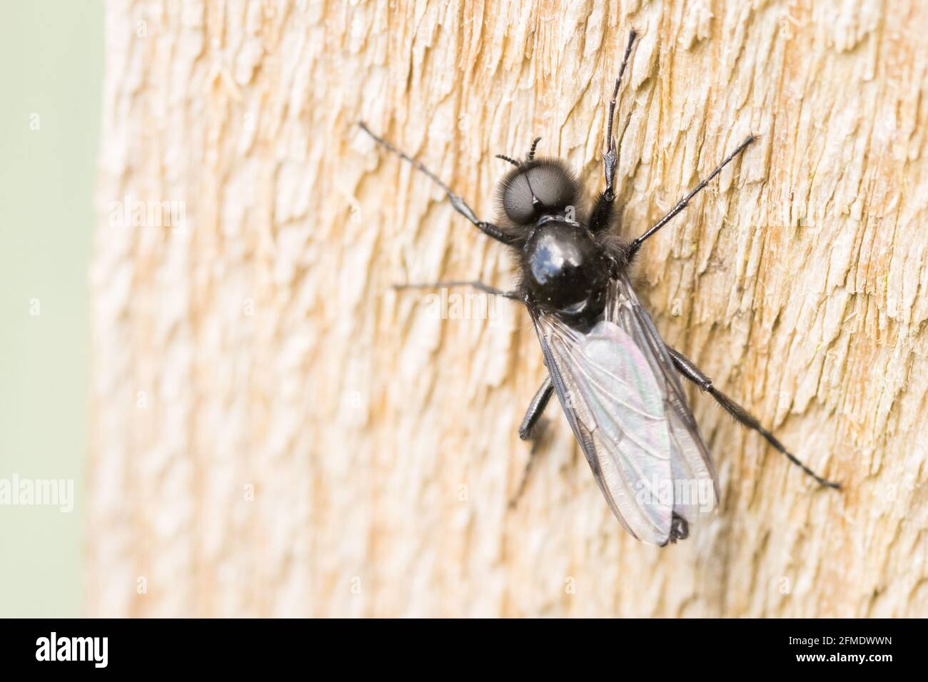 St. Mark's Fly (Bibio marci) male on post. Sussex, UK. Stock Photo