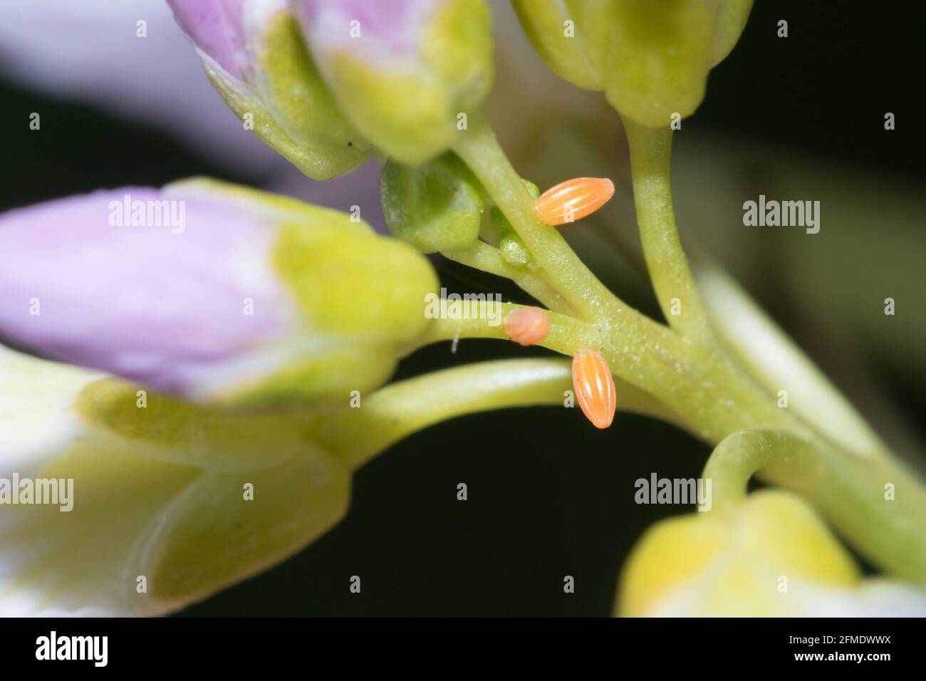 Orange tip (Anthocharis cardamines) butterfly eggs on cuckoo flower (Cardamine pratensis). Sussex, UK. Stock Photo