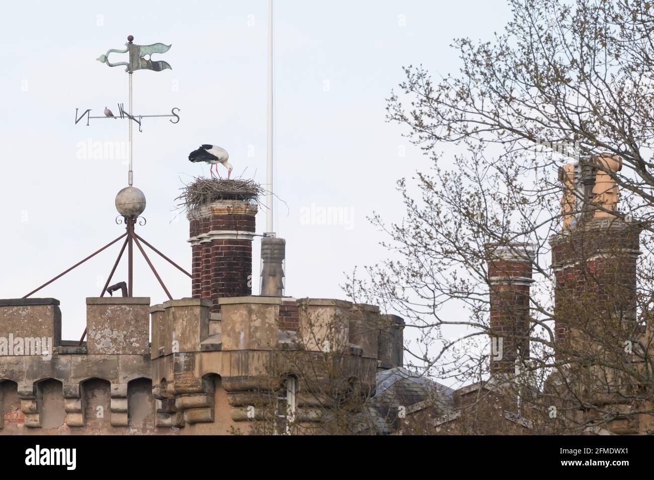 White stork (Ciconia ciconia) nesting on chimney at Knepp Castle. Sussex, UK. Stock Photo