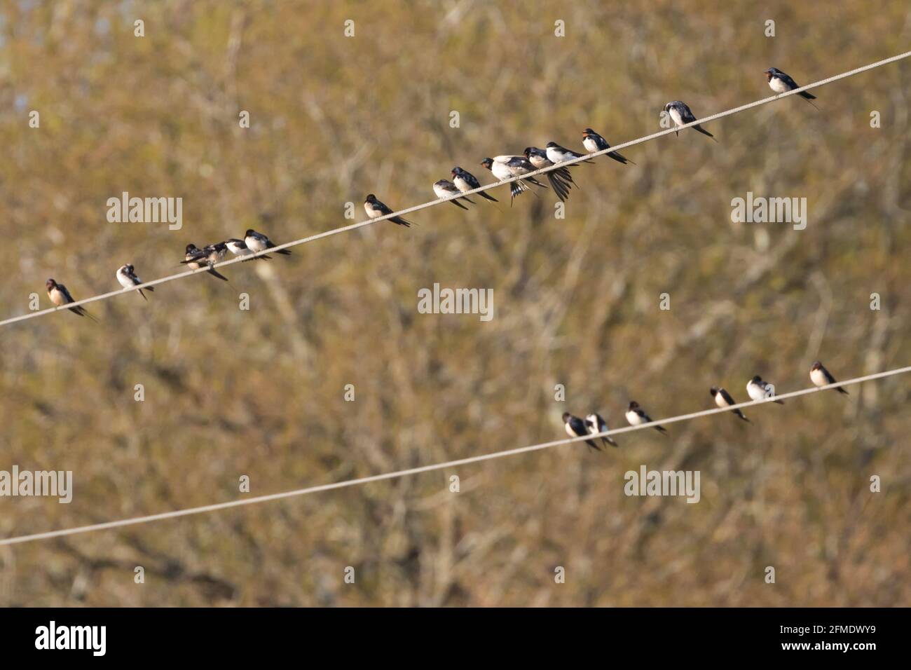 Swallows (Hirundo rustica) and house martins (Delichon urbicum) perched on wire during spring migration. Sussex, UK. Stock Photo