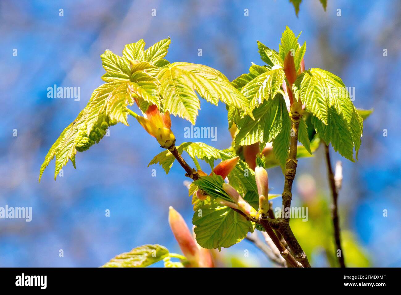 Sycamore (acer pseudoplatanus), close up of the new leaves appearing on the tree in spring against a blue sky. Stock Photo