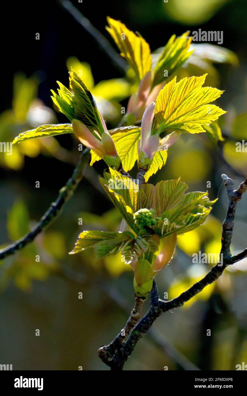 Sycamore (acer pseudoplatanus), back lit close up of new leaves appearing on the tree in spring. Stock Photo