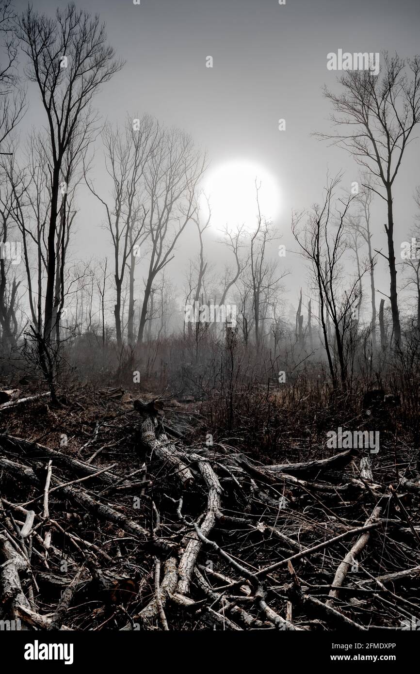 Acid rain damage forest hires stock photography and images Alamy