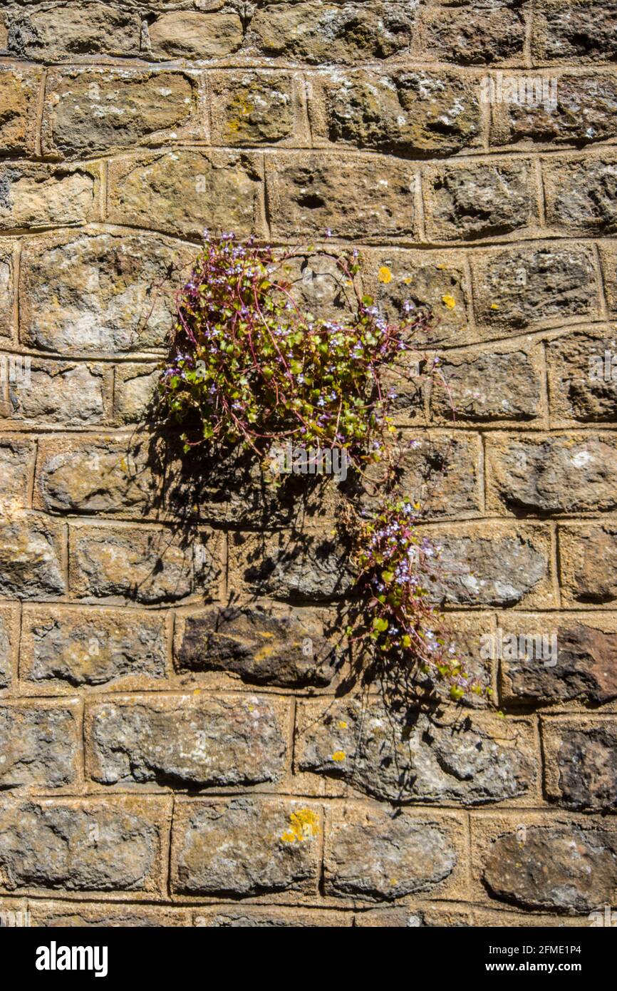 Flowering plants growing in a stone wall in Midhurst, West Sussex, UK ...