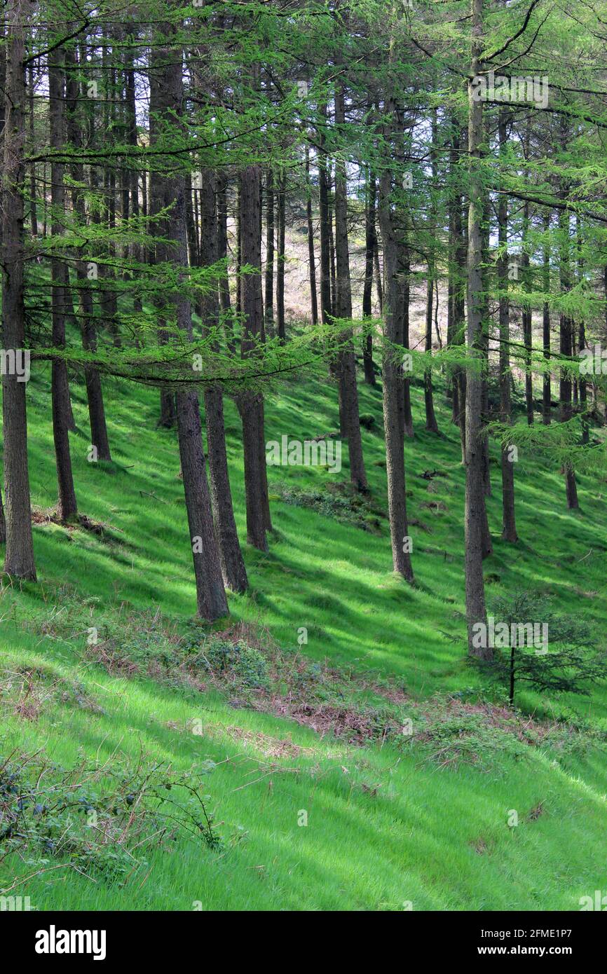 Mixed woodland hillside in Pontypool Park, Pontypool, Torfaen, Wales