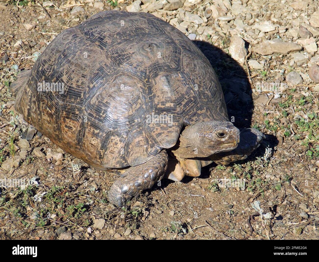 A large adult Leopard Tortoise, Stigmochelys pardalis walking in the wild, Overberg Klein Karoo region of the Western Cape Province, South Africa Stock Photo